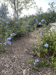 Plumbago auriculata