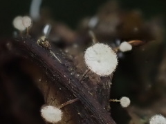 Gloiocephala epiphylla