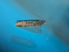 Chionodes obscurusella