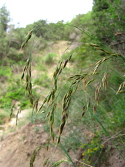 Piptatherum holciforme