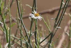 Chloracantha spinosa spinosa