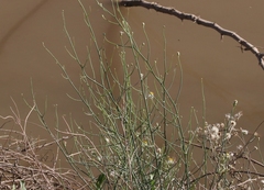 Chloracantha spinosa spinosa