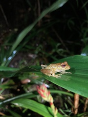 Pristimantis yanezi