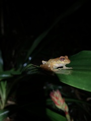 Pristimantis yanezi