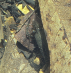 Macrobrachium crenulatum