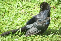 Quiscalus mexicanus