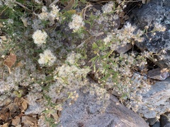 Brickellia amplexicaulis