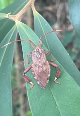 Melucha phyllocnemis