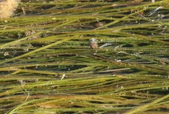 Ruppiaceae