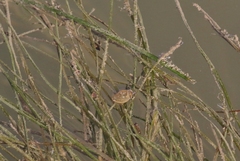 Ruppiaceae