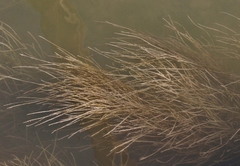 Ruppiaceae