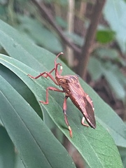 Melucha phyllocnemis