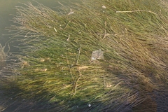 Ruppiaceae