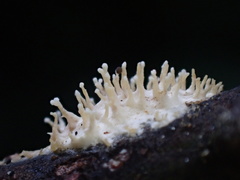 Echinoporia hydnophora