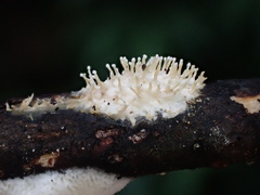 Echinoporia hydnophora