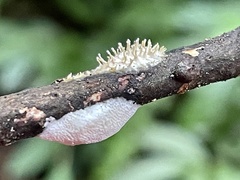 Echinoporia hydnophora