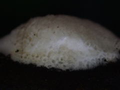 Echinoporia hydnophora