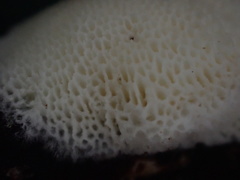 Echinoporia hydnophora