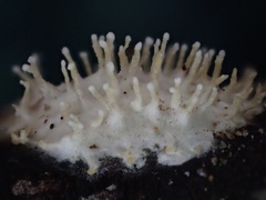 Echinoporia hydnophora