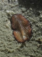 Pseudobiceros fulgor