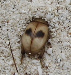 Phaleria manicata