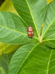 Omophoita sexnotata