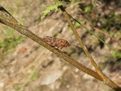 Aphrophora permutata