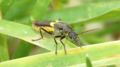 Belotus