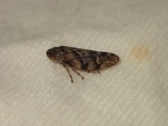 Aphrophora permutata