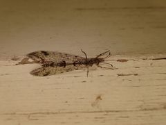 Dendroleon speciosus