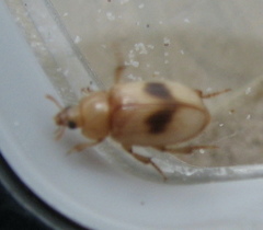 Phaleria manicata