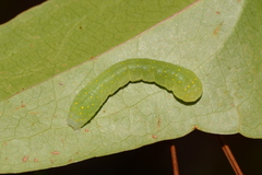 Phosphila miselioides image