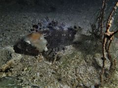 Centrogenys vaigiensis
