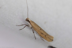 Ypsolopha ochrella