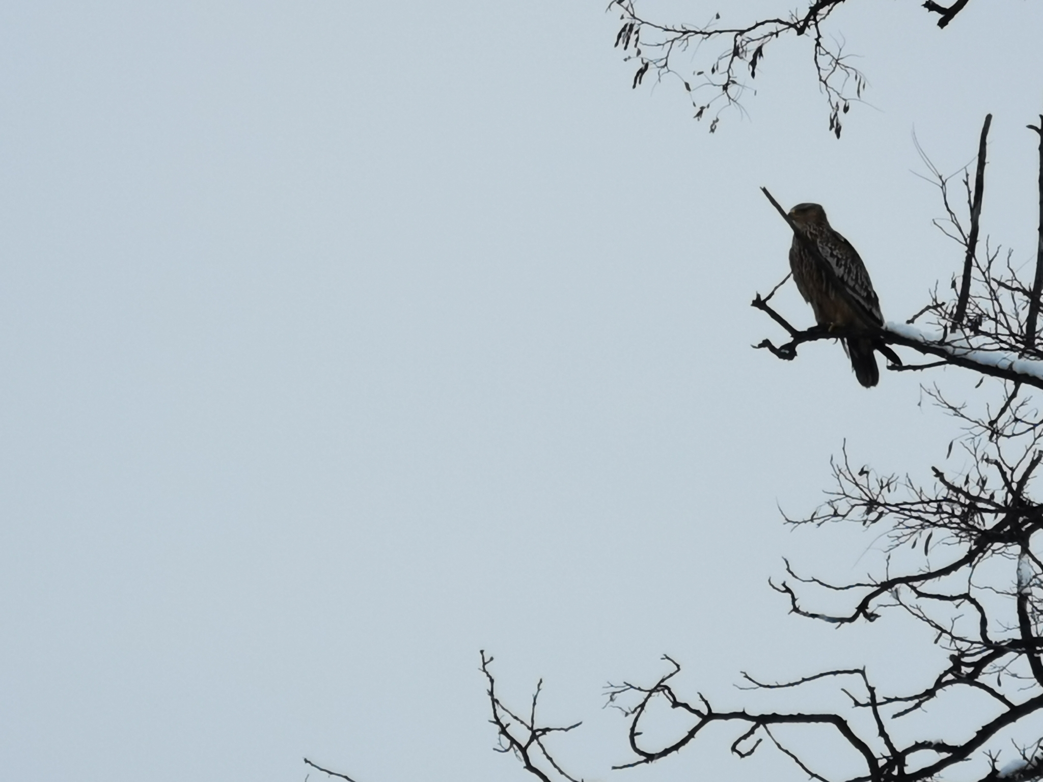 Eastern Imperial Eagle