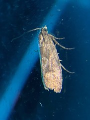 Eucosma sombreana