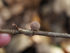 Disholcaspis quercusglobulus