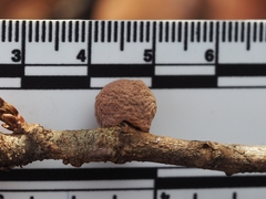 Disholcaspis quercusglobulus