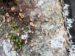 Aleurodiscus amorphus