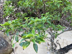 Excoecaria agallocha