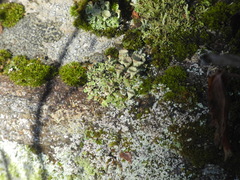 Cladonia grayi