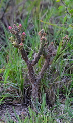 Opuntia salmiana