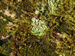 Cladonia grayi