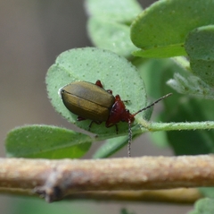 Phrynocepha