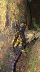 Tetragona ziegleri