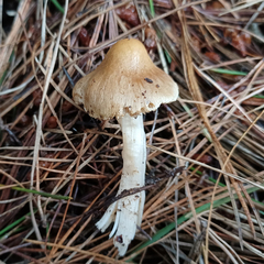 Inocybe sindonia