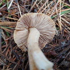 Inocybe sindonia