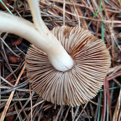Inocybe sindonia