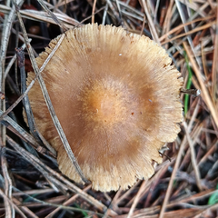 Inocybe sindonia