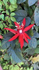 Coccinea